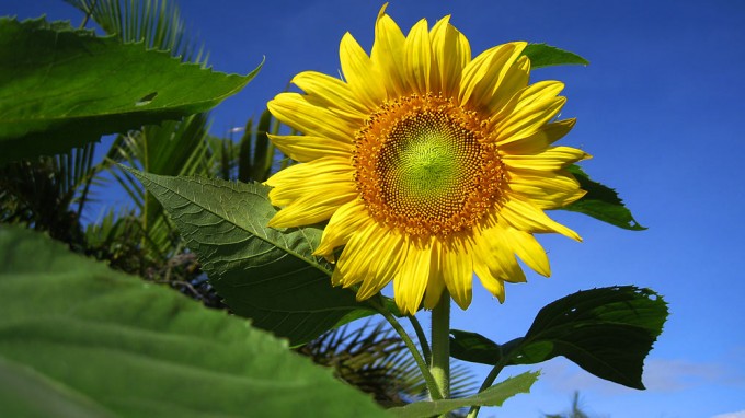 Sunflower