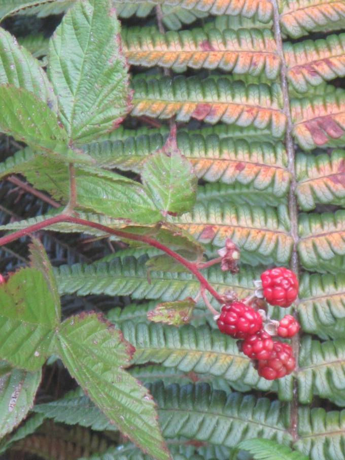 Forest Fern